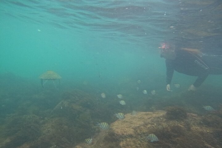 Guided Dive Snorkel c/ Photos in Turtle Paradise