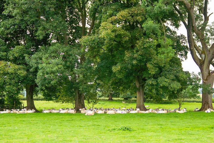Cotswolds in a Day Tour from Moreton-in-Marsh / Stratford-on-Avon