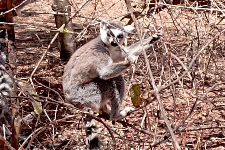 Madagascar Day Tour Lemurs Park and Croc Farm from Antananarivo