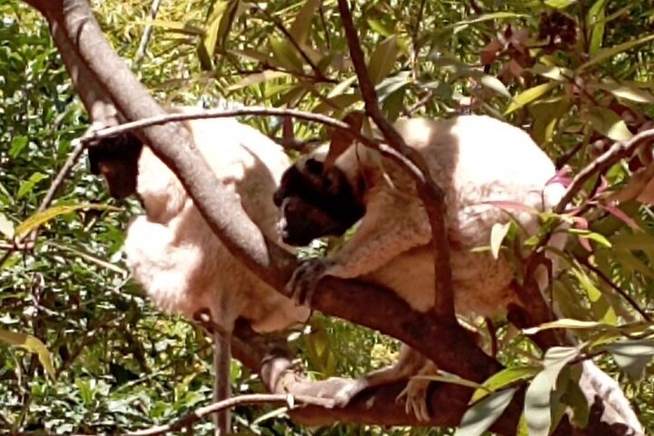 Madagascar Day Tour Lemurs Park and Croc Farm from Antananarivo