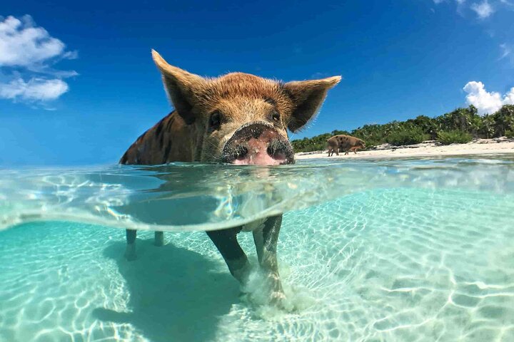 Nassau: 3 islands Pigs,Turtles,Snorkel & Beach Club with lunch