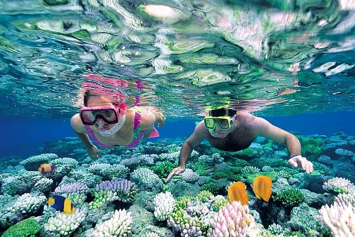 Nassau: 3 islands Pigs,Turtles,Snorkel & Beach Club with lunch
