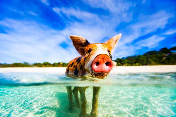 Nassau: 3 islands Pigs,Turtles,Snorkel & Beach Club with lunch