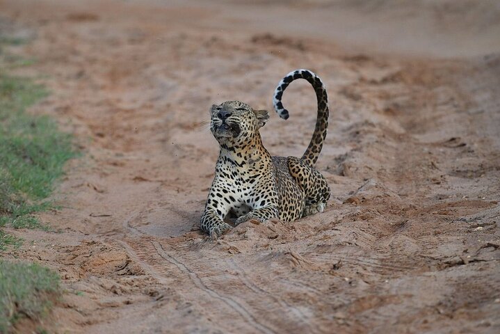 Yala National Park Safari Tours - Half Day & Full Day