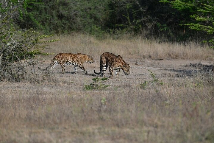 Yala National Park Safari Tours - Half Day & Full Day