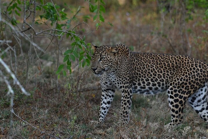 Yala National Park Safari Tours - Half Day & Full Day