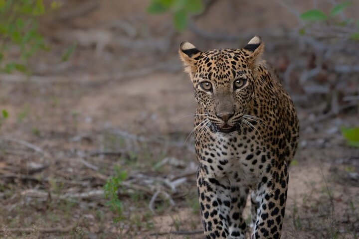 Yala National Park Safari Tours - Half Day & Full Day