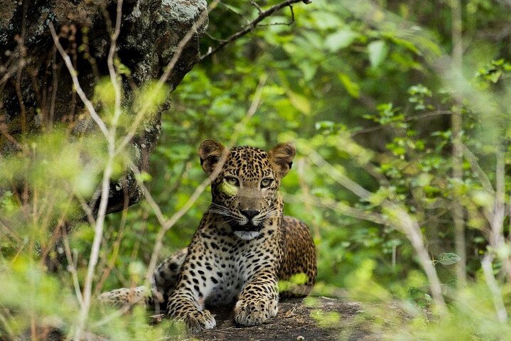 Yala National Park Safari Tours - Half Day & Full Day