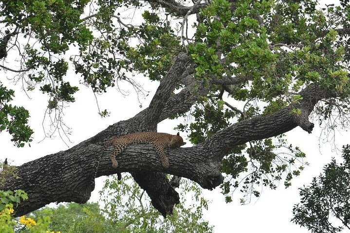 Yala National Park Safari Tours - Half Day & Full Day