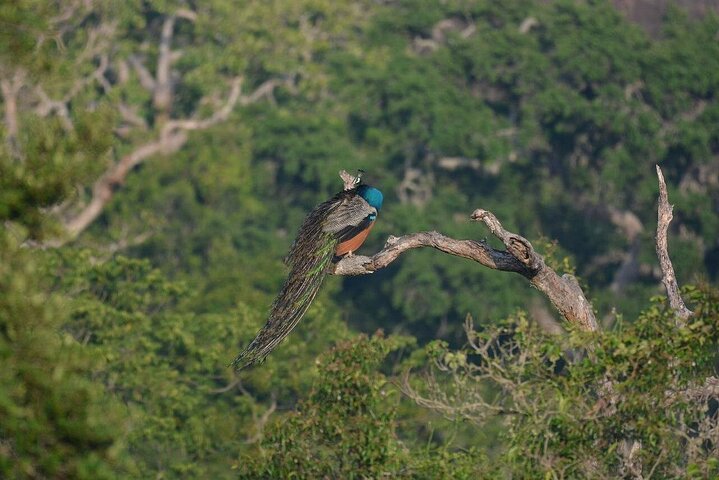 Yala National Park Safari Tours - Half Day & Full Day
