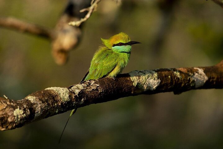 Yala National Park Safari Tours - Half Day & Full Day
