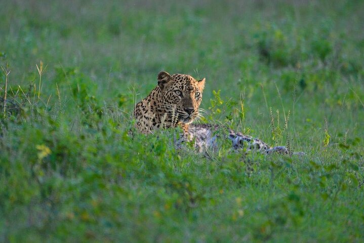 Yala National Park Safari Tours - Half Day & Full Day