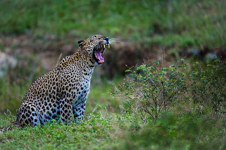 Yala National Park Safari Tours - Half Day & Full Day