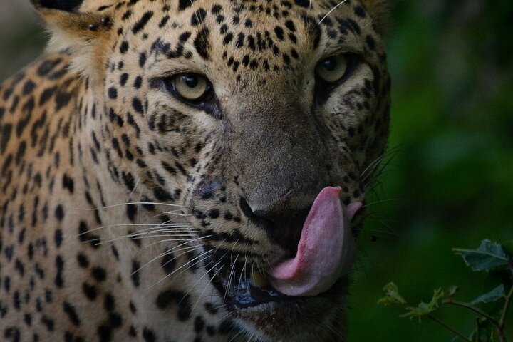 Yala National Park Safari Tours - Half Day & Full Day
