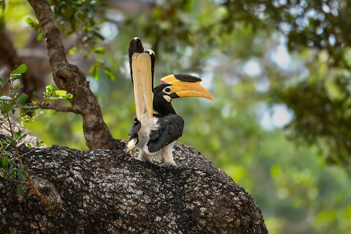 Yala National Park Safari Tours - Half Day & Full Day