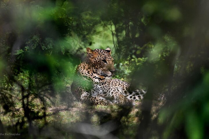 Yala National Park Safari Tours - Half Day & Full Day