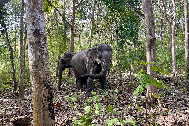 Yok Don Elephant Sanctuary and Don Village