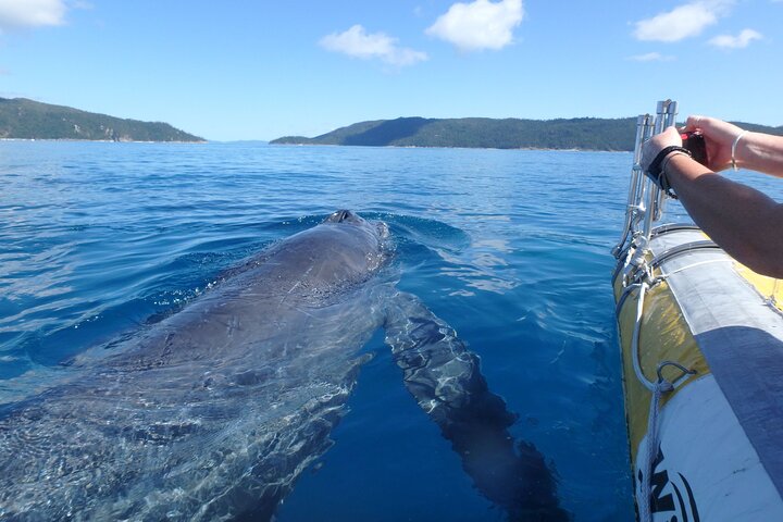 Whitsunday Islands Sail, SUP & Snorkel Tour-Small group