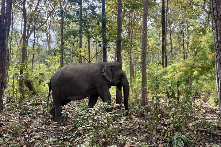 Yok Don Elephant Sanctuary and Don Village