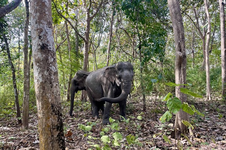 Yok Don Elephant Sanctuary and Don Village