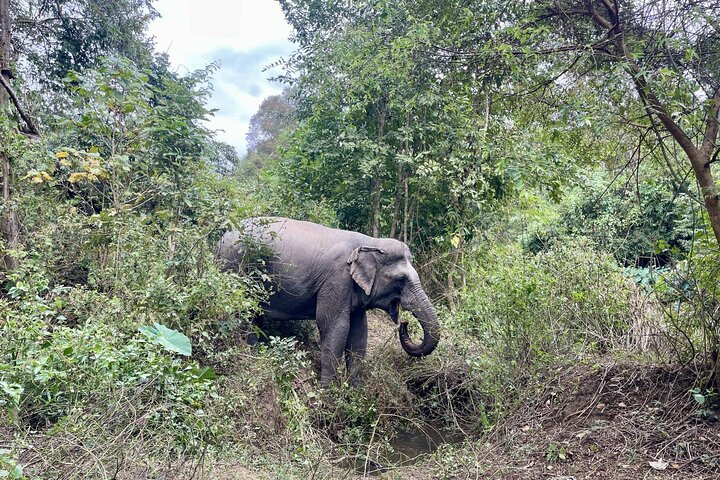Yok Don Elephant Sanctuary and Don Village