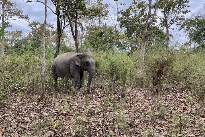 Yok Don Elephant Sanctuary and Don Village