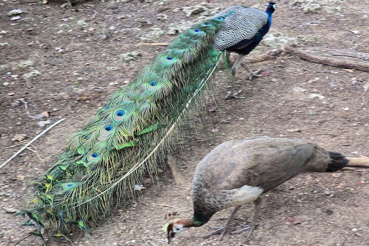 Zanzibar Stone Town, Prison Island & Spice Farm Tour