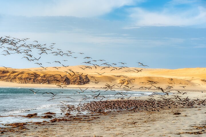 Paracas Coastal Wonder: Private Shore Tour from Pisco Cruise Port