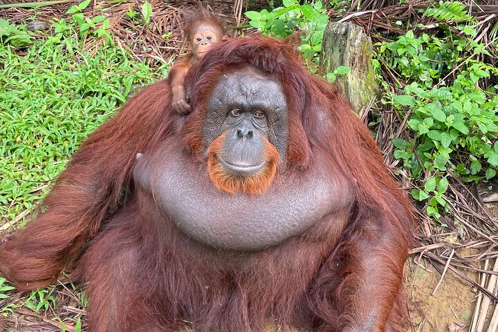Bukit Merah Orang Utan and Penang City Private Tour