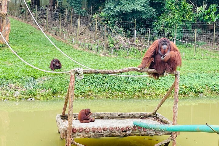 Bukit Merah Orang Utan and Penang City Private Tour