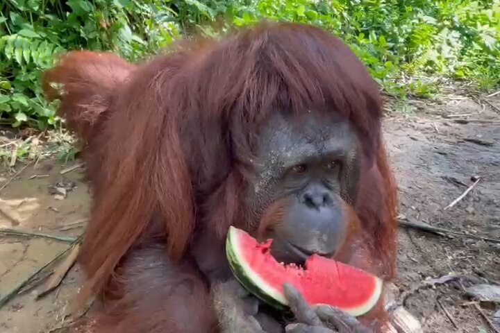 Bukit Merah Orang Utan and Penang City Private Tour