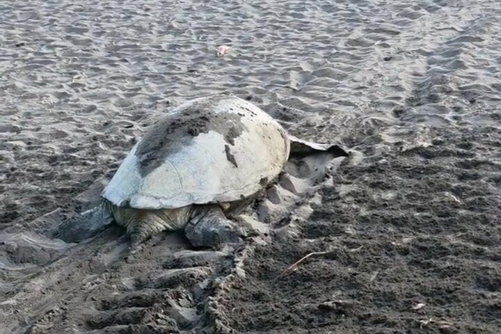 Tortuguero National Park Turtle Tour