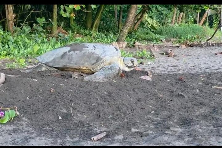 Tortuguero National Park Turtle Tour