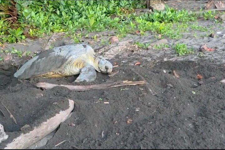 Tortuguero National Park Turtle Tour