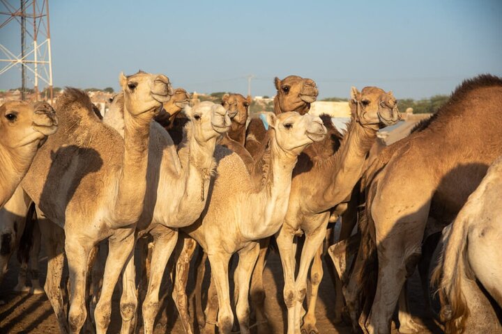 Cultural and Adventure Tours in Mauritania