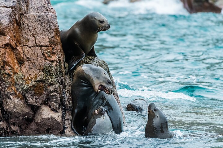 Ballestas Islands Wildlife: Private Shore Tour from Pisco Port