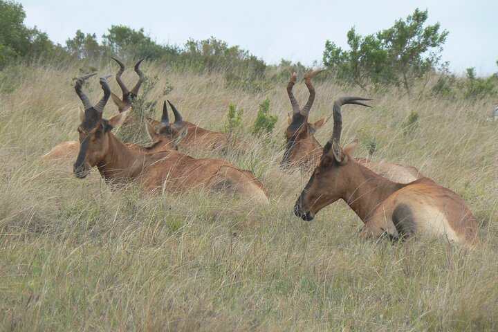 Addo Elephant National Park Tours from Port Elizabeth