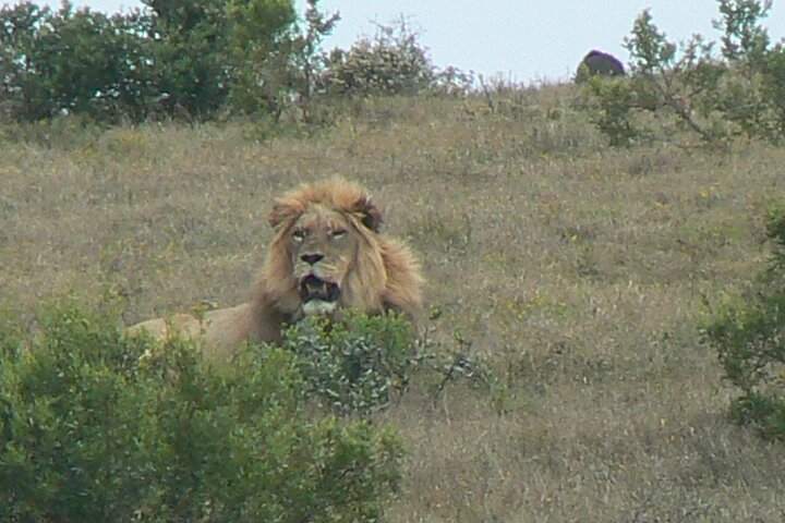 Addo Elephant National Park Tours from Port Elizabeth