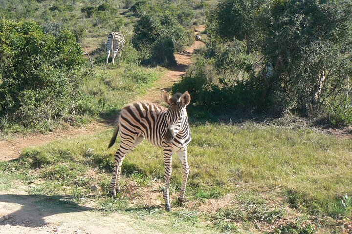 Addo Elephant National Park Tours from Port Elizabeth