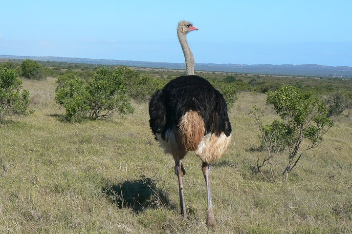 Addo Elephant National Park Tours from Port Elizabeth