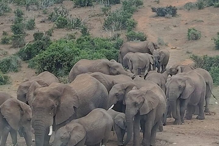 Addo Elephant National Park