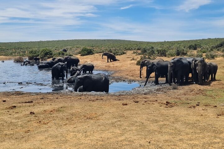 Addo Elephant National Park