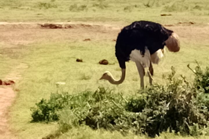 Addo Elephant National Park