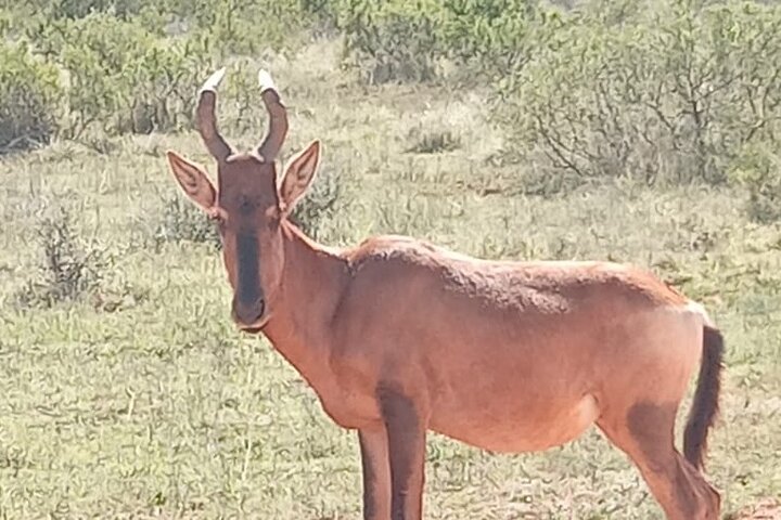 Addo Elephant National Park