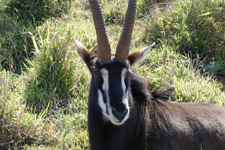 Addo Elephant National Park