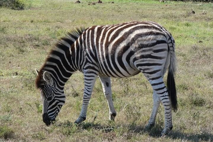 Addo Elephant National Park