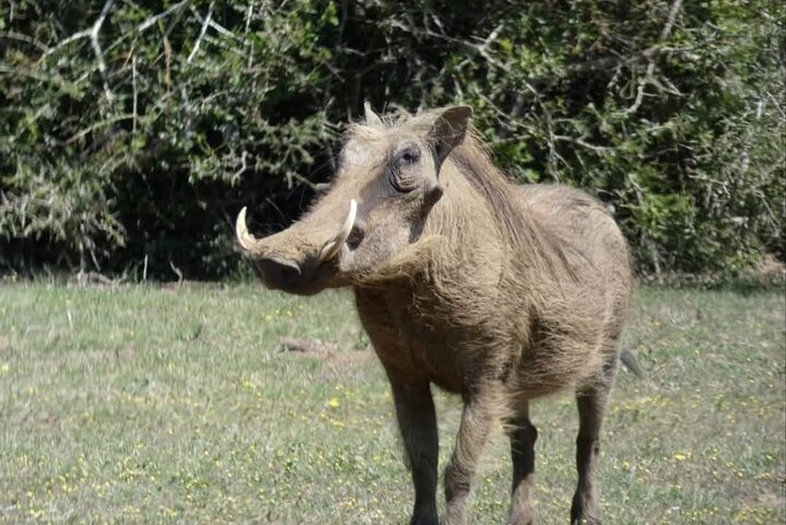 Addo Elephant National Park