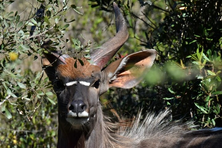 Addo Elephant National Park
