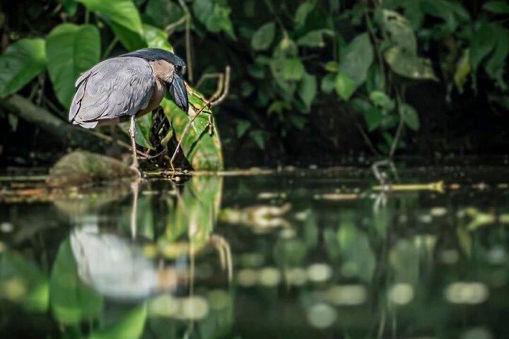 Tortuguero Tour in Canoe Canals with Electric Motor