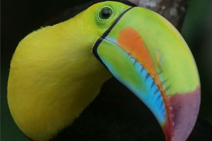 Tortuguero Tour in Canoe Canals with Electric Motor